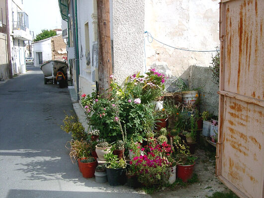 Blomster på gaden i Larnaca
