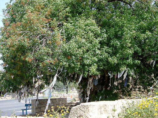 Rags tied to a tree in Paphos