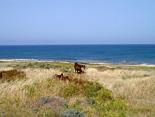 Goats grass among the archeological excavations in Paphos