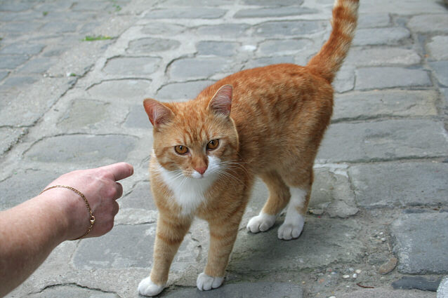 Orangefarvet kat ved navn Igor