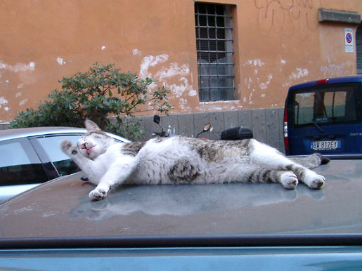 Cat on a hot car roof