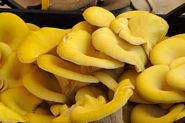 Gule svampe p&aring; Campo dei Fiori