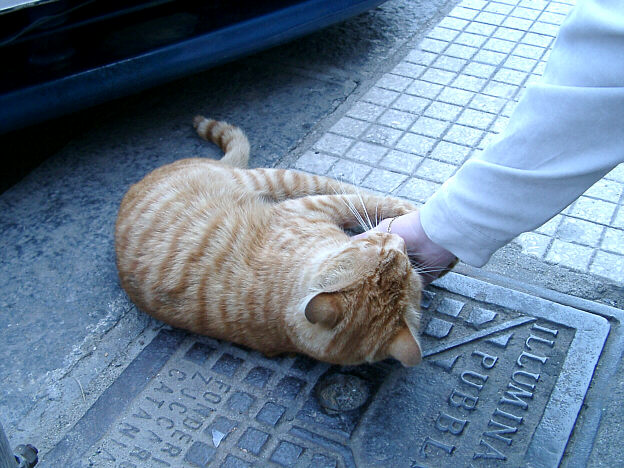 Sicilian cat
