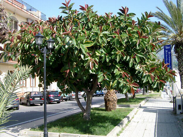 Tree in Giardini Naxos