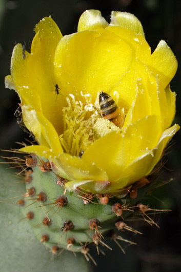 Kaktusblomst med bi og myre