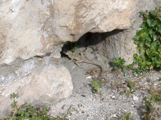 Lizard at Larnaca Fort.