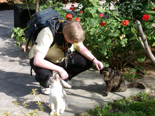 Katte ved turistkontoret i Larnaca.