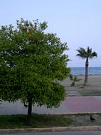 Orange tree at the sea front