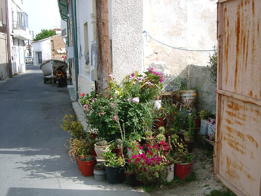 Flowers in the street in Larnaca