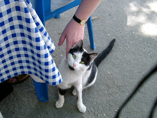 Larnacat - cat in Larnaca