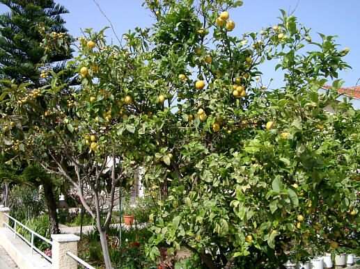 Citrontr&aelig; i Paphos