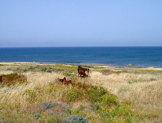 Goats in antique Paphos