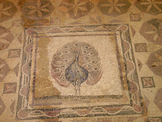 Peacock - floor mosaic in antique Paphos