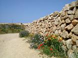From the area with archaeological excavations in Paphos. 