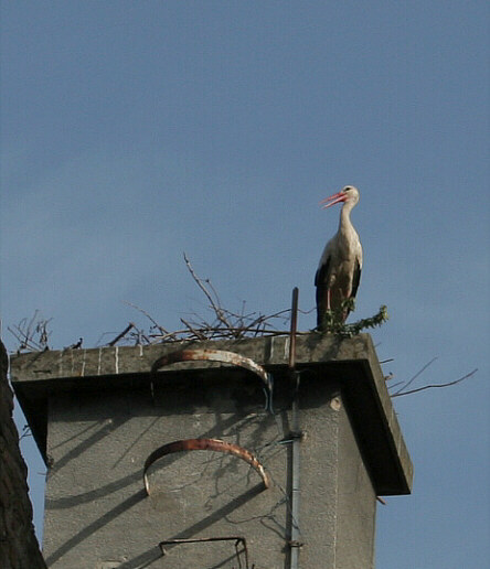 Stork i Vukovar