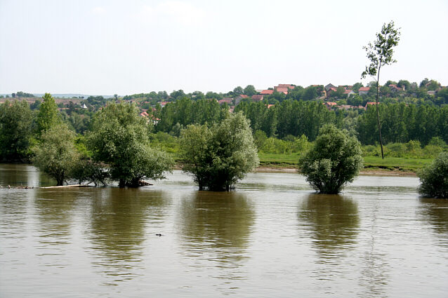 Oversv&oslash;mmede tr&aelig;er langs Donau