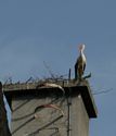 Stork in Vukovar