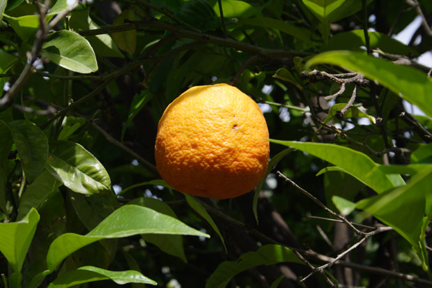 Appelsin på træ