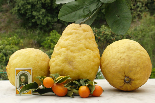 Sicilianske citroner