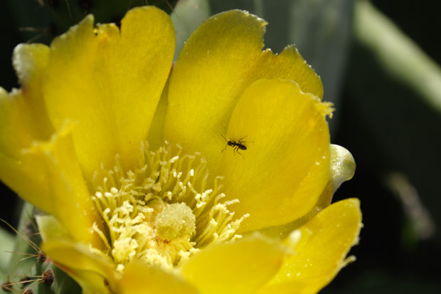 Figenkaktussen blomstrer i maj