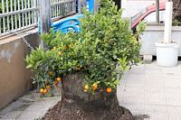 Clementintr�