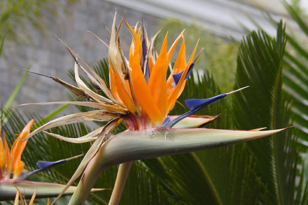 Papeg&oslash;jeblomst i Ischia Porto