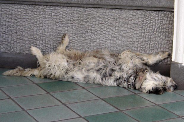 Hot dog i Ischia Porto