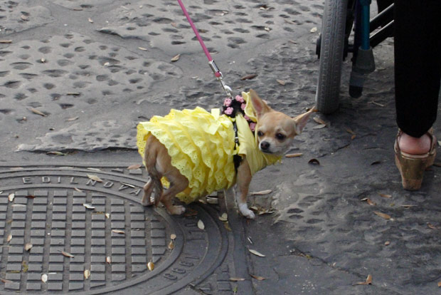 Poor dog in yellow full skirt