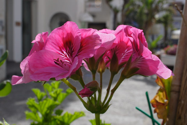 Flower in Sant'Angelo, Ischia