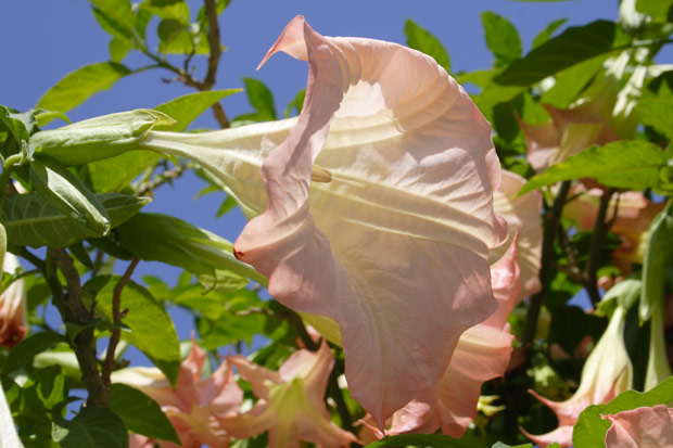 Trompetblomst p&aring; Ischia