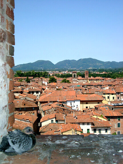 Dueunge og udsigt over Lucca