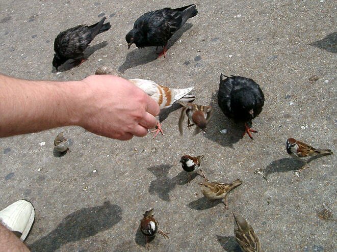 Spurve og duer i Firenze