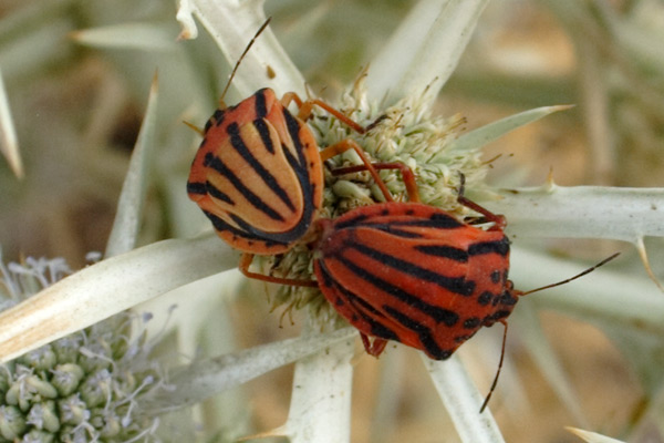 Insekter p&aring; Kalymnos