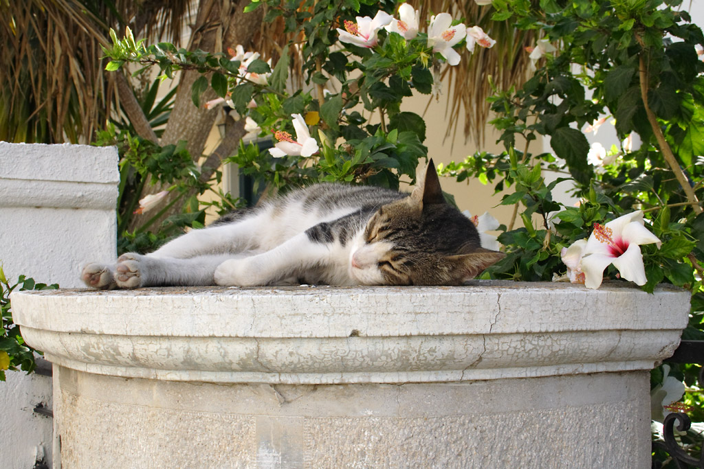 Dasende kat i Pothia