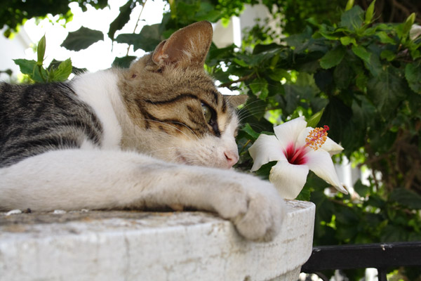 Kat og blomst p&aring; Kalymnos