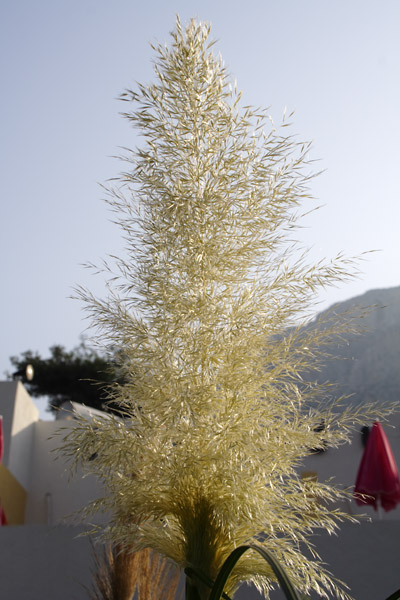 Plant in Kalymnos