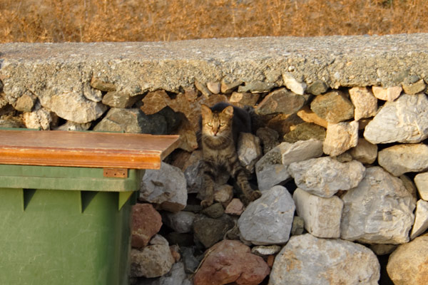Cat in stone wall on Telendos
