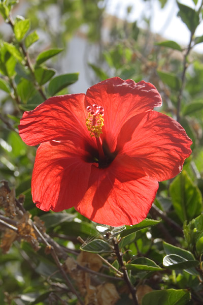 Hawaiiblomst