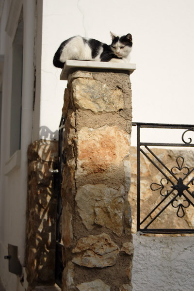 Greek cat on a pillar in Pothia