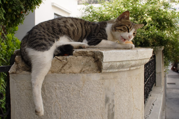 Magelig kat i Pothia