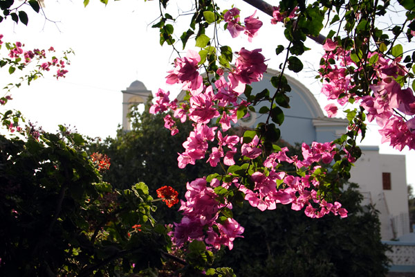 Blomster p&aring; Telendos