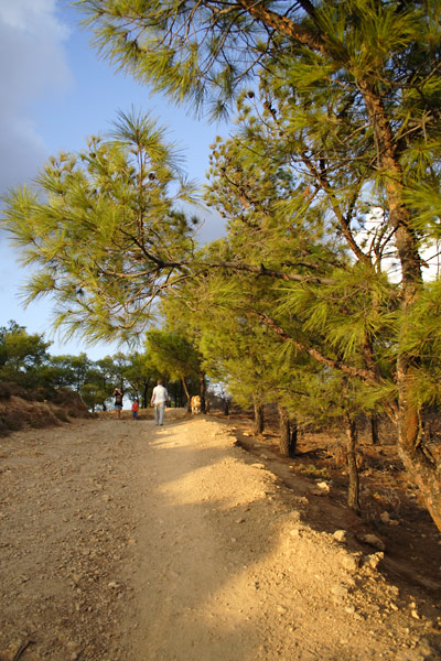 Pine trees in Telendos