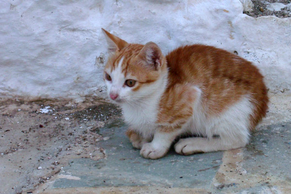 Kattekilling p&aring; Telendos