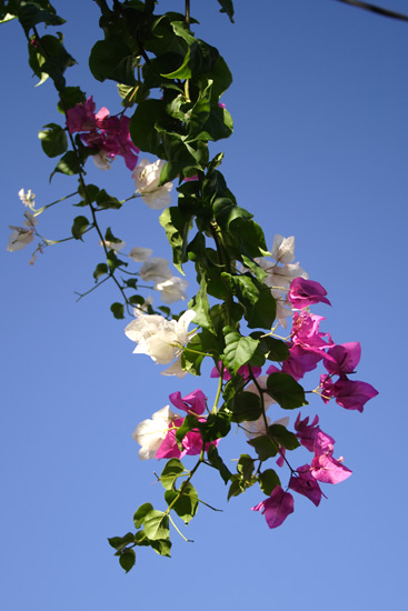 Blomster i Pigadia, Karpathos