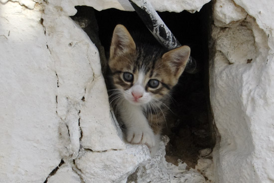 Kattekilling i Pigadia, Karpathos.
