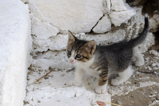 Kattekilling i Pigadia, Karpathos.