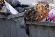 Kat p&aring; affaldscontainer