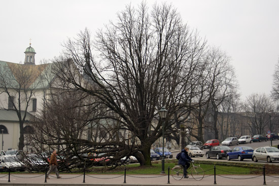 Tree in Krakow.