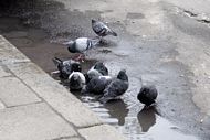Pigeons bathing in a puddle