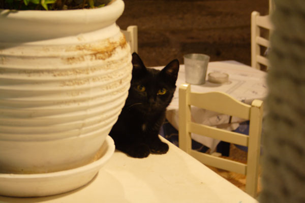 Kat p&aring; taverne i Pandeli Bay